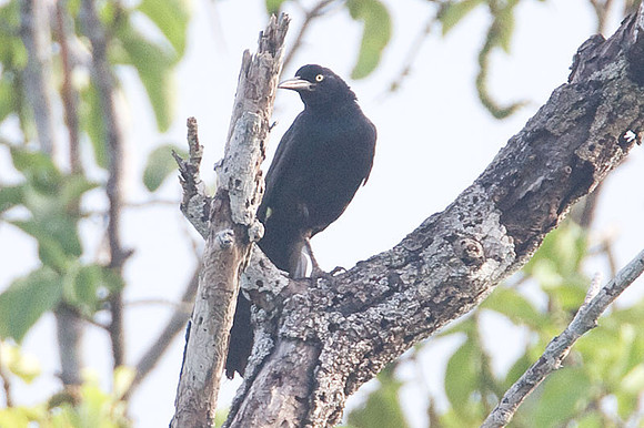 Great-tailed Grackle (Quiscalus mexicanus)
