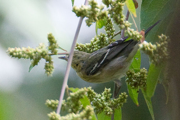 Bay-breasted Warbler (Dendroica castanea)