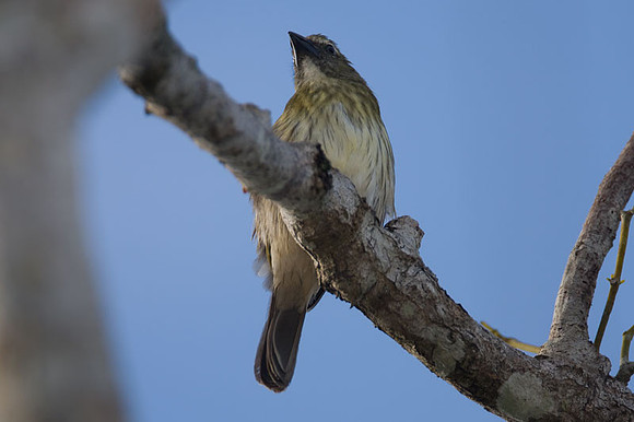 Streaked Saltator (Saltator striatipectus)