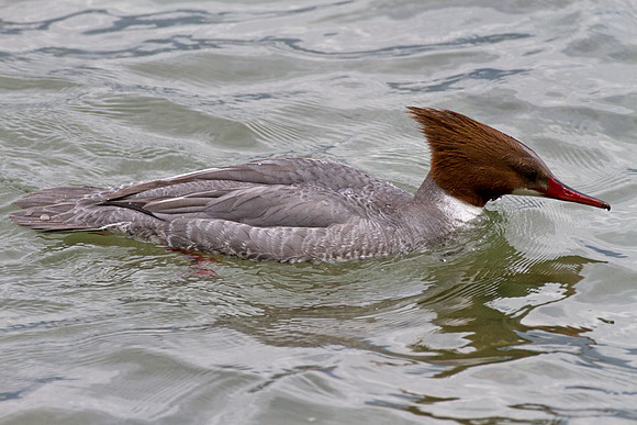 Common Merganser or Goosander (Mergus merganser) Hen