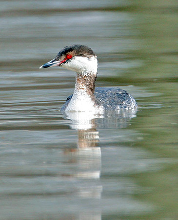 Horned Grebe (Podiceps auritus) winter plumage; also known as Slavonian Grebe