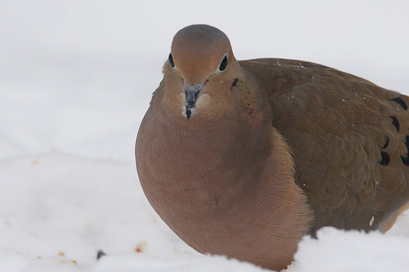 Mourning Dove (Zenaida macroura)