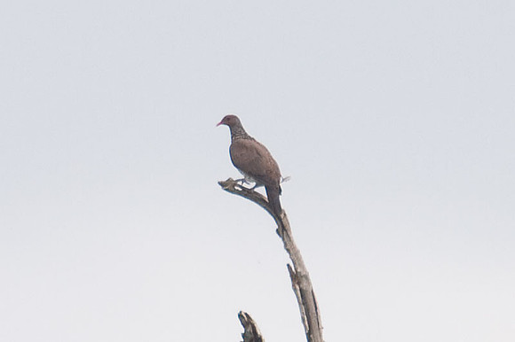 Scaled Pigeon (Patagioenas speciosa)