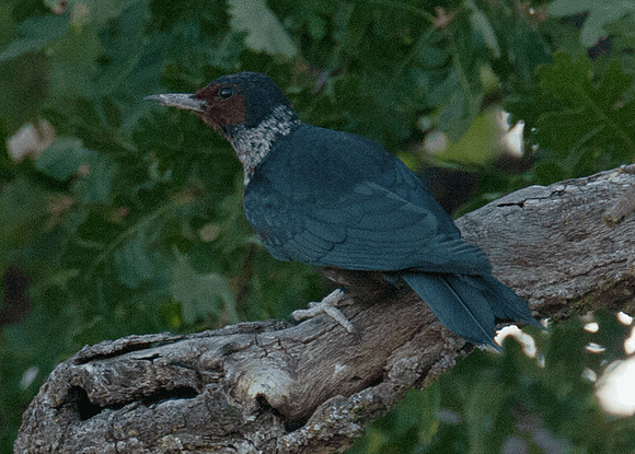 Lewis's Woodpecker (Melanerpes lewis)