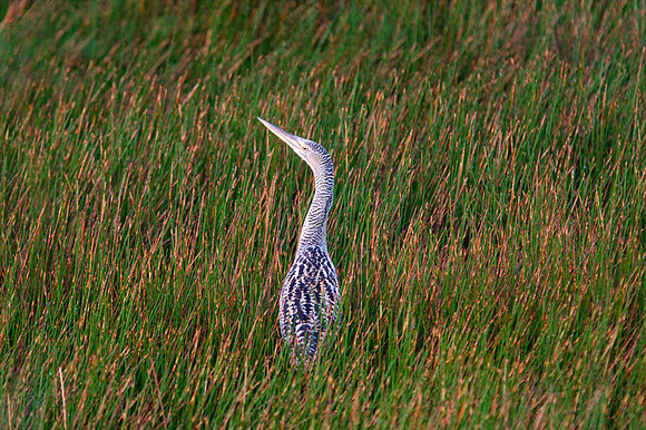 Pinnated Bittern (Botaurus pinnatus) also known as South American Bittern