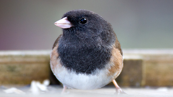 Dark-eyed Junco (Junco hyemalis oreganus)