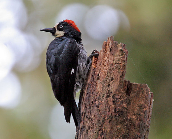 Acorn woodpecker (Melanerpes formicivorus) male
