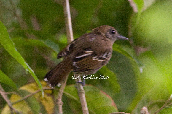 Western Slaty-Antshrike (Thamnophilus atrinucha) female