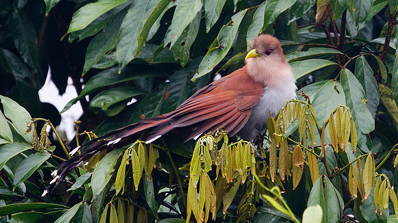 Squirrel Cuckoo (Piaya cayana)