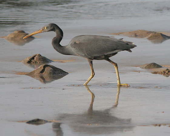 Pacific Reef Egret (Egretta sacra)
