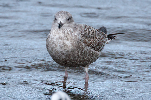 European Herring Gull (Larus argentatus) juvenile