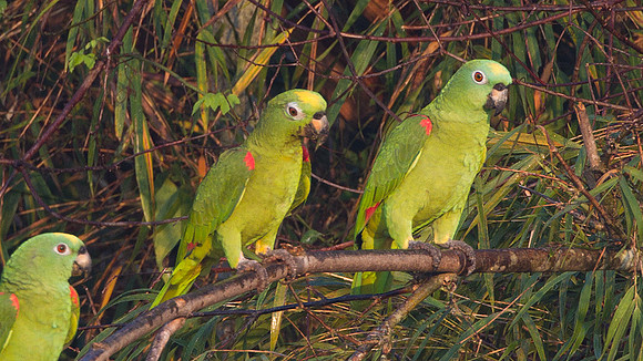 Yellow-crowned Parrot (Amazona ochrocephala)