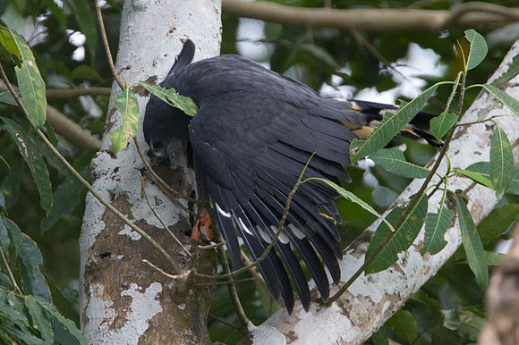 Crane Hawk (Geranospiza caerulescens)
