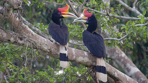 Rhinoceros Hornbill (Buceros rhinoceros) male, female