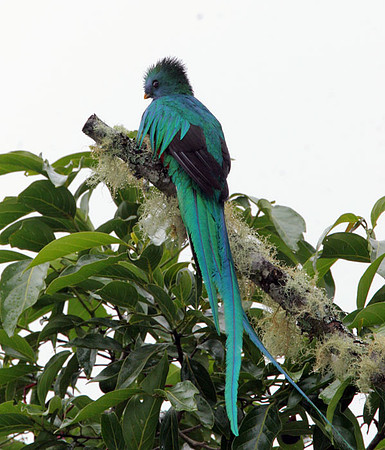 Resplendent Quetzal (Pharomachrus mocinno) male