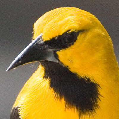 Yellow Oriole (Icterus nigrogularis)
