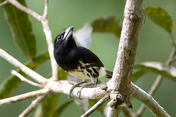 Spot-crowned Barbet (Capito maculicoronatus) female