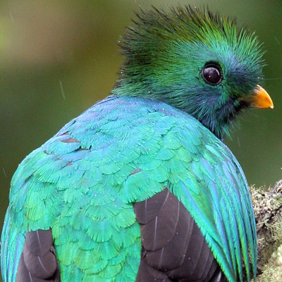 Resplendent Quetzal (Pharomachrus mocinno)