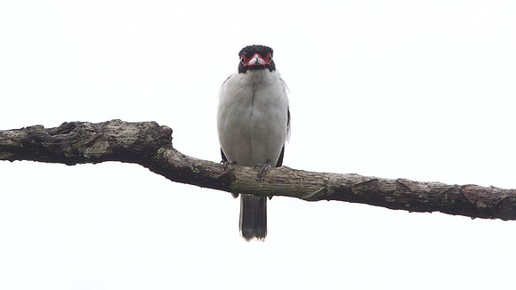 Masked Tityra (Tityra semifasciata)
