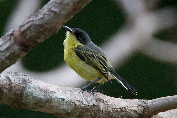 Common Tody-flycatcher (Todirostrum cinereum) also known as Black-fronted Tody-flycatcher