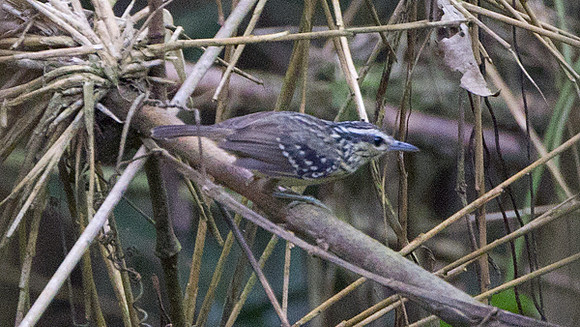 Yellow-breasted Warbling Antbird (Hypocnemis subflava)