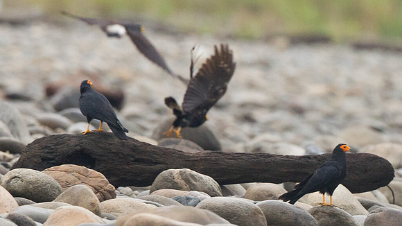Black Caracara (Daptrius ater)
