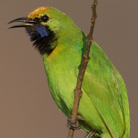 Golden-fronted leafbird (Chloropsis aurifrons)