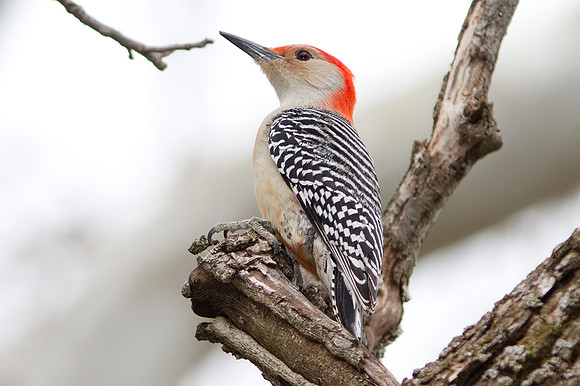 Red-bellied Woodpecker (Melanerpes carolinus) Male