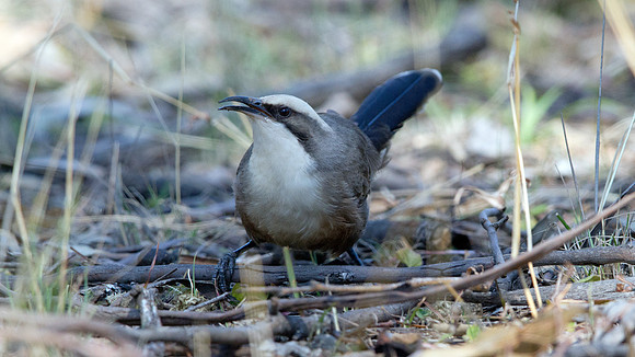 Grey-crowned babbler (Pomatostomus temporalis)