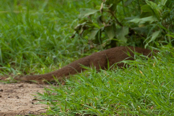 Mongoose