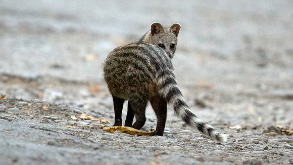 Small Indian civet (Viverricula indica)