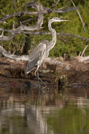 Great Blue Heron (Ardea herodias)