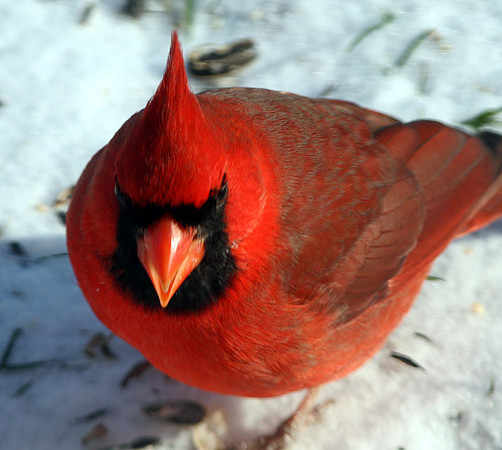 Northern Cardinal (Cardinalis cardinalis) male; also known as Common Cardinal, Redbird