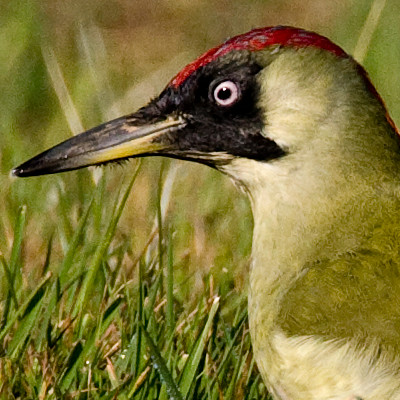 European Green Woodpecker