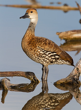 West Indian Whistling Duck (Dendrocygna arborea) also known as Black-billed Whistling Duck, Cuban Whistling Duck