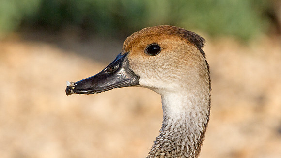West Indian Whistling Duck (Dendrocygna arborea) also known as Black-billed Whistling Duck, Cuban Whistling Duck