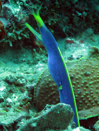 Ribbon Eel (Rhinomuraena quaesita)