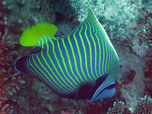 Emperor Angelfish (Pomacanthus imperator)
