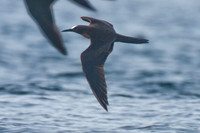 Brown Noddy (Anous stolidus) also known as Common Noddy
