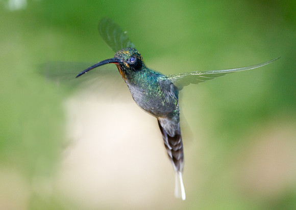 Green Hermit (Phaethornis guy)