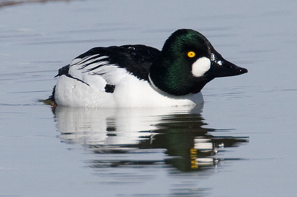 Common Goldeneye (Bucephala clangula)