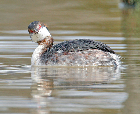 Horned Grebe (Podiceps auritus) winter plumage; also known as Slavonian Grebe