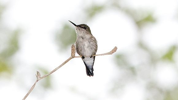 Vervain Hummingbird (Mellisuga minima)