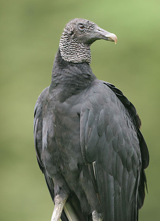 Black Vulture (Coragyps atratus) also known as American Black Vulture