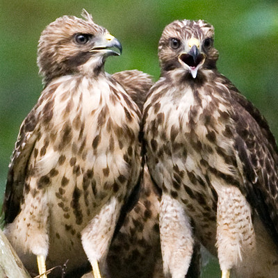 Red-shouldered Hawk (Buteo lineatus) juvenile