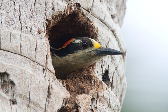 Black-cheeked Woodpecker (Melanerpes pucherani) female