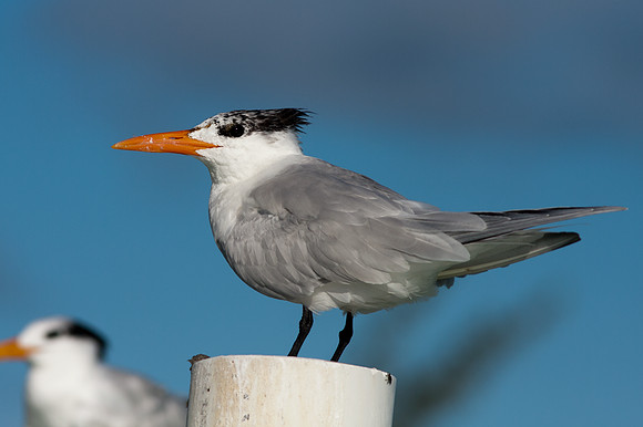 Royal Tern (Thalasseus maximus)