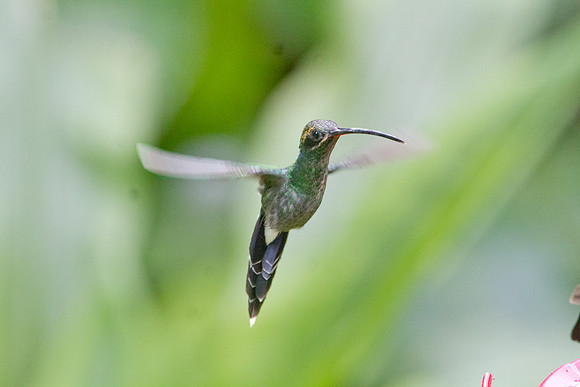 White-whiskered Hermit (Phaethornis yaruqui)