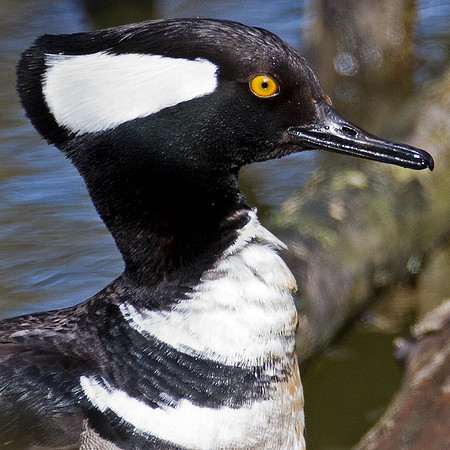 Hooded Merganser (Lophodytes cucullatus)
