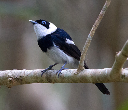 Pied monarch (Arses kaupi)